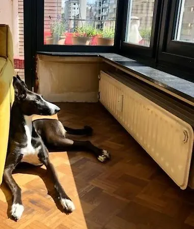 Jaren 60 Op Boogscheut De Zee Остенде