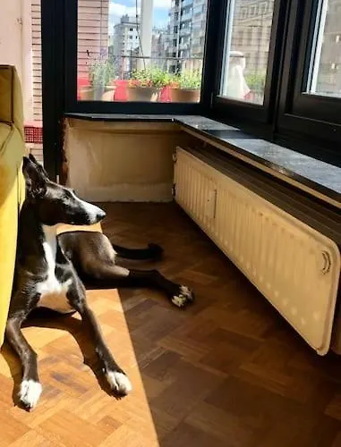 Jaren 60 Op Boogscheut De Zee Ostende